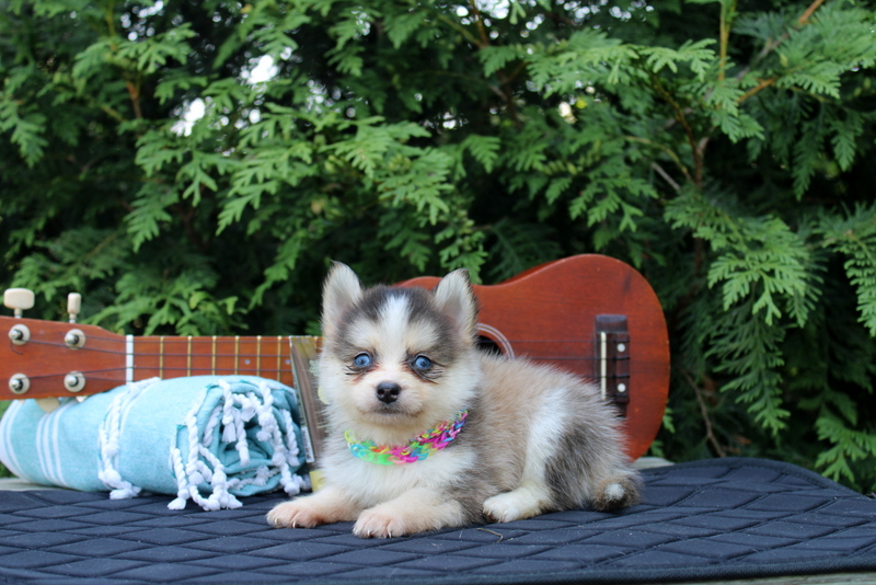 puppy, for, sale, Pomsky, Matthew B. Stoltzfus, dog, breeder, Gap, PA, dog-breeder, puppy-for-sale, forsale, nearby, find, puppyfind, locator, puppylocator, aca